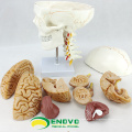 SKULL01-1 (12327) Medical Science Anatomy Cranial Nerve Plastic Skull Model